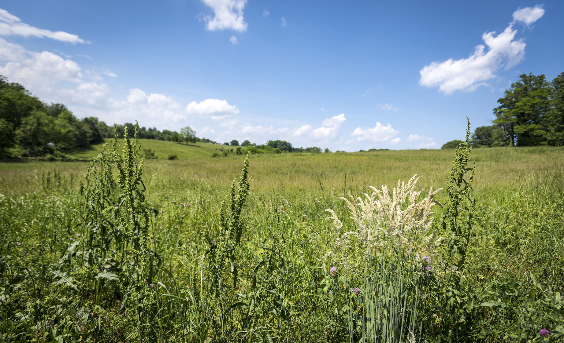 Easement